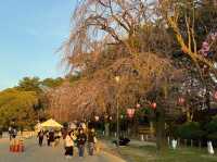 🌸名古屋城櫻花季🌸：粉嫩花海，預測花期查官網