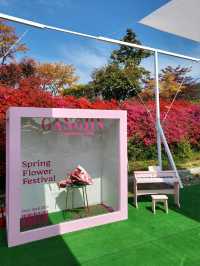 제1회 서부해당화 봄꽃축제🌸