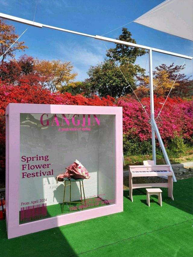 제1회 서부해당화 봄꽃축제🌸