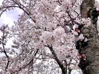 Sakura@ Tenri High School จ.นารา