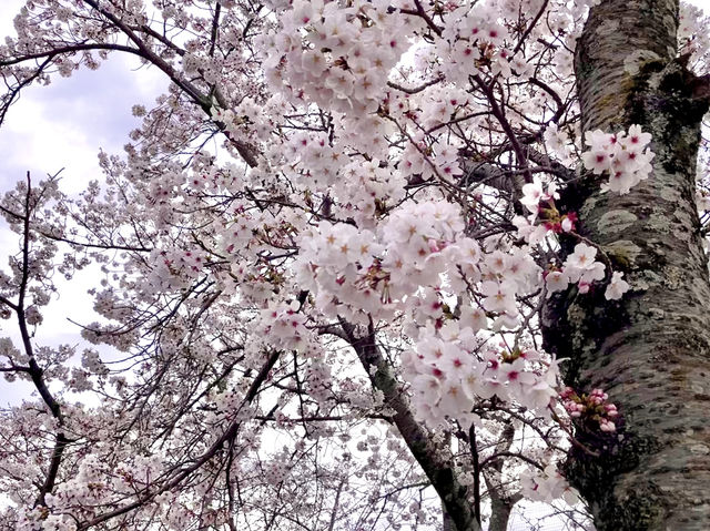 Sakura@ Tenri High School จ.นารา