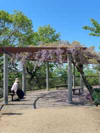 【織姫公園/栃木県】眺めよく、つつじ・藤が見られる