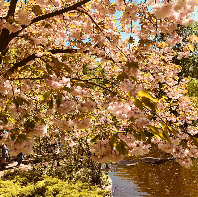 Blooming Paradise: Exploring Keukenhof's Spring Symphony