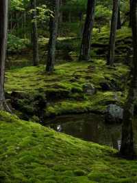 綠色秘境：西芳寺，苔之詩篇