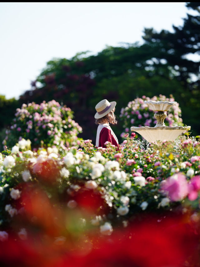 浜名湖花博🌹美しいバラ園🌹