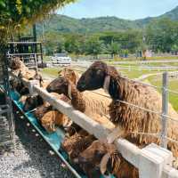🐑ฟาร์มแกะเข้าฟรีที่นครศรีฯ