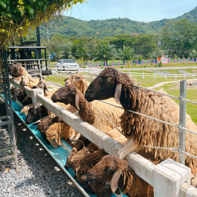 🐑ฟาร์มแกะเข้าฟรีที่นครศรีฯ