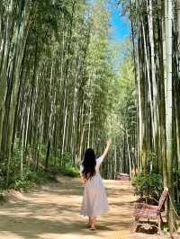 🎋 인생 첫 담양 여행 죽녹원 다녀왔어요!💚