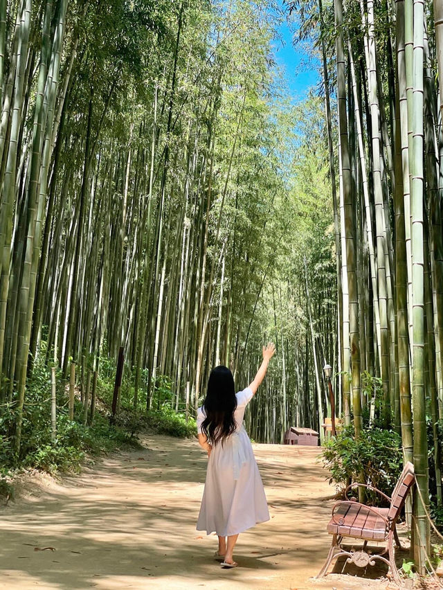 🎋 인생 첫 담양 여행 죽녹원 다녀왔어요!💚