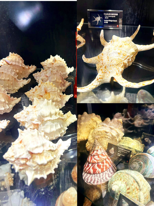 Seashells Museum The Shore Oceanarium 