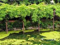 日本京都-能拍到京都塔小橋湖水倒影：涉成園