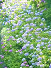 【千葉】どっから見ても紫陽花だらけ😍 250品種・10,000株以上の紫陽花がお出迎え✨