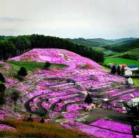 Higashimokoto Shibazakura Park's Dreamy Delight