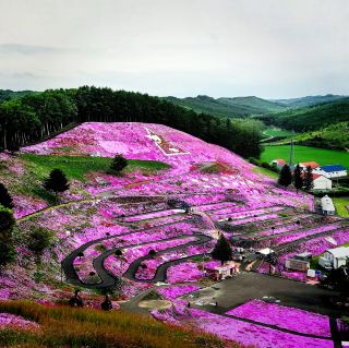 Higashimokoto Shibazakura Park's Dreamy Delight