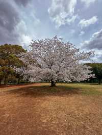 Hidden sakura park away from the Tokyo crowds