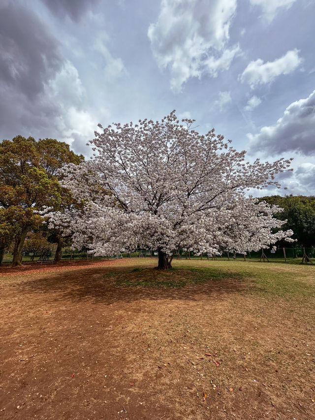 Hidden sakura park away from the Tokyo crowds