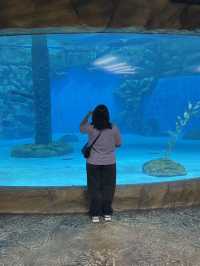 🎡 Ocean Park | สวนสนุกห้ามพลาดเมื่อมาฮ่องกง
