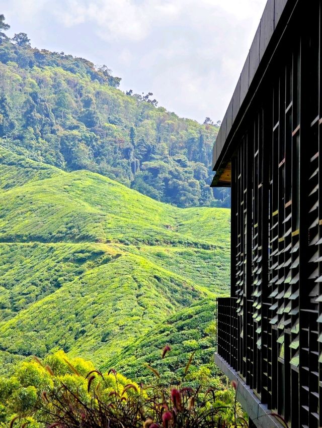 Learning About Tea at Boh Tea Center