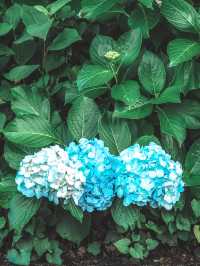 【東京】紫陽花おすすめスポット3選𓂃 𓈒𓏸❁⃘
