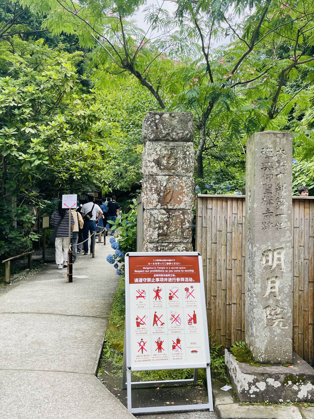 【神奈川県:北鎌倉】一面に広がる青の絶景！明月院！！