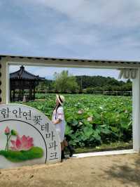 아라연꽃 피는 함안연꽃테마파크🩷