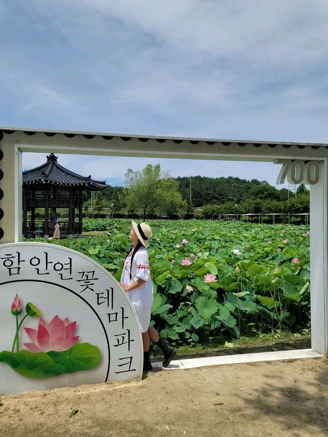 아라연꽃 피는 함안연꽃테마파크🩷