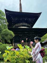 〜茨城県〜7/7まで！絶景すぎるあじさい池✨