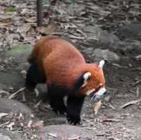 A Peaceful Encounter at Panda Valley, Dujiangyan