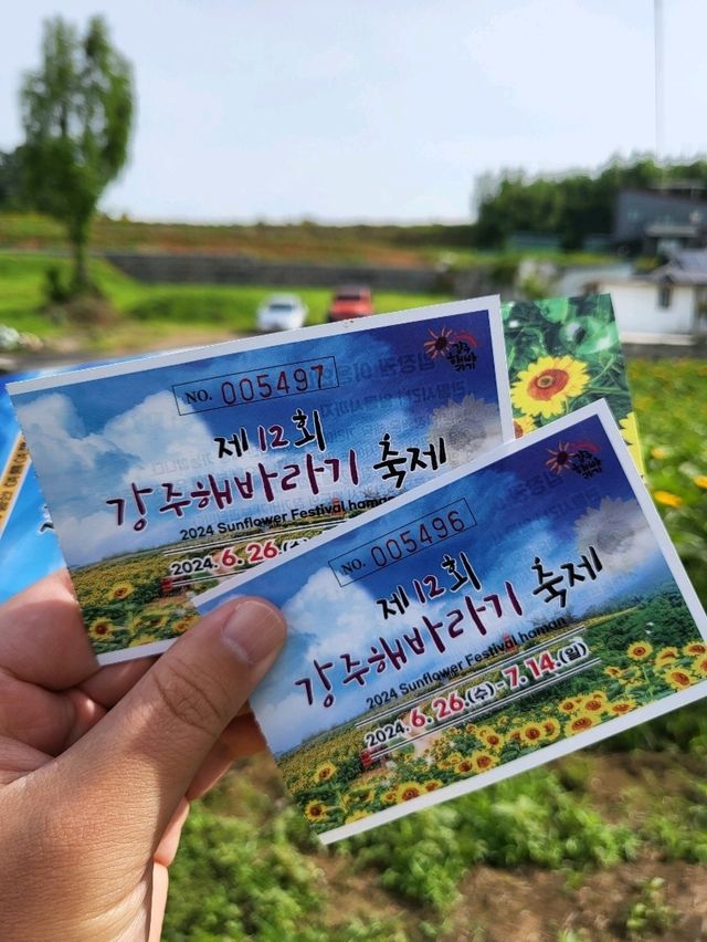 역대급 해바라기축제가 열리는 함안 강주마을