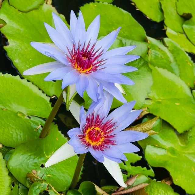 ✨深圳荷花賞~洪湖公園✨