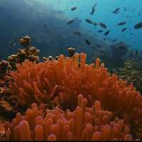 Exploring the Depths: Monkey Bay's Underwater Wonderland