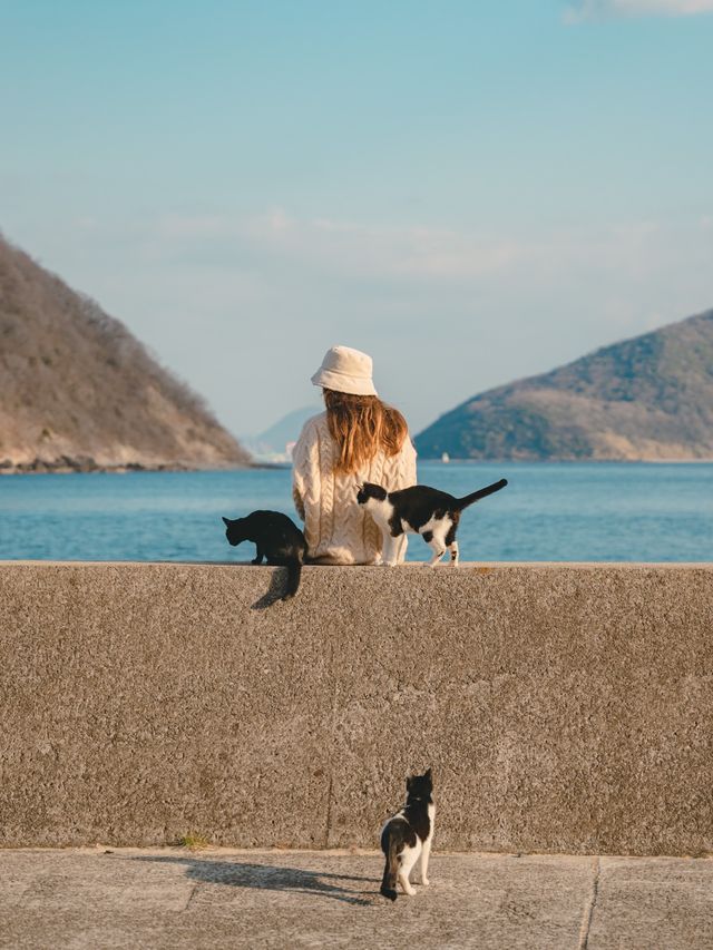 【香川】瀬戸内海に浮かぶ猫島！島猫と絶景に癒される1日！