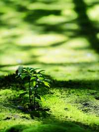 一度は行きたい京都の苔寺🌿西芳寺🌿
