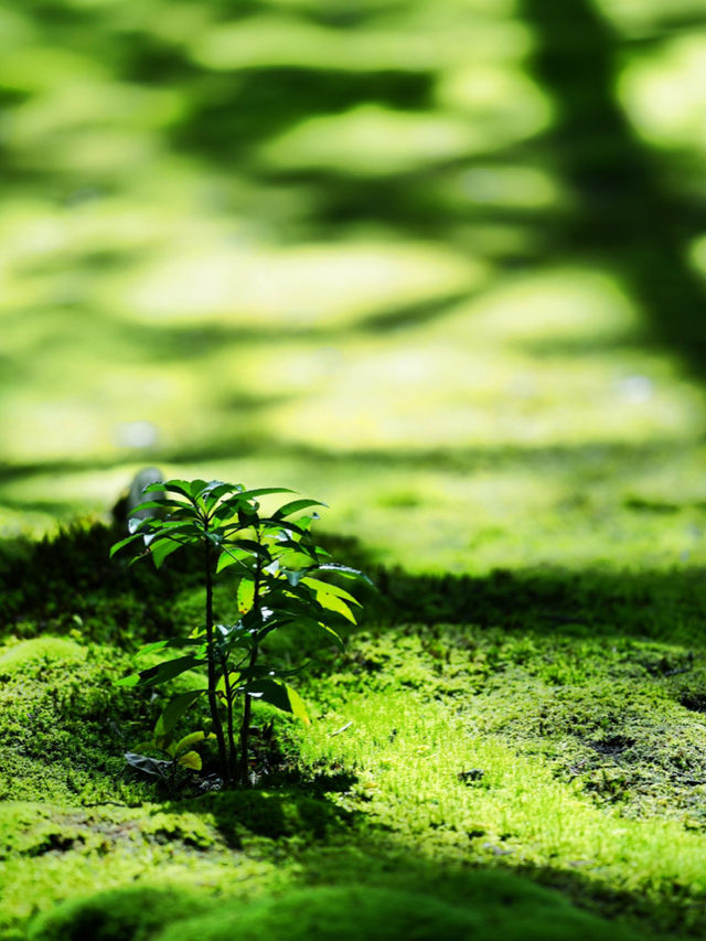 一度は行きたい京都の苔寺🌿西芳寺🌿