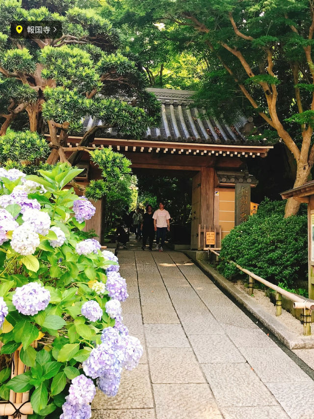 涼を感じるスポット✨美しい竹林の報国寺🥺🤍【鎌倉】