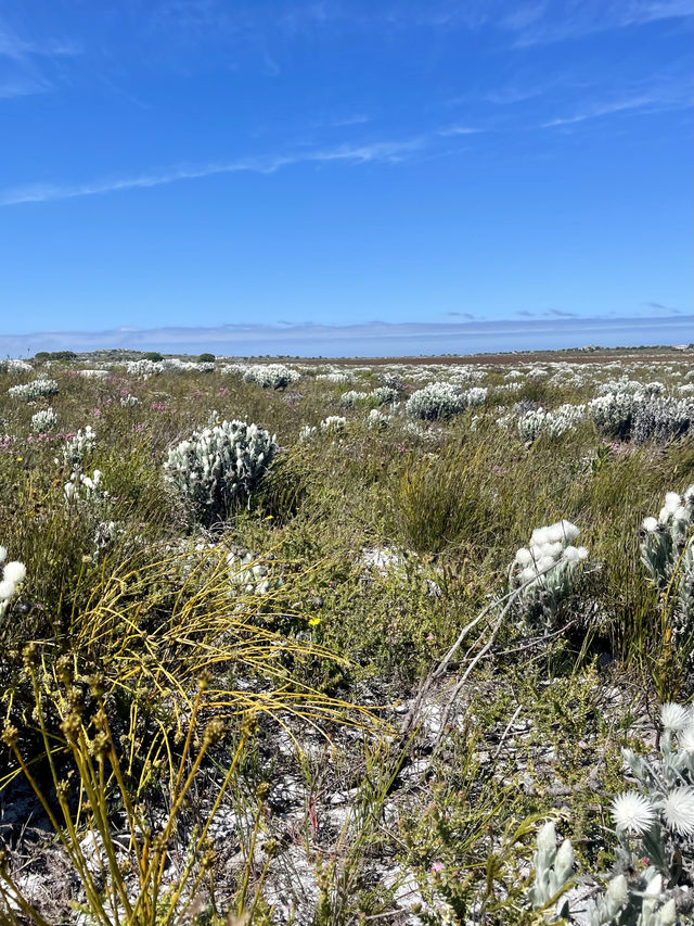 🥾 Hike the Trails of Cape of Good Hope National Park 🌍