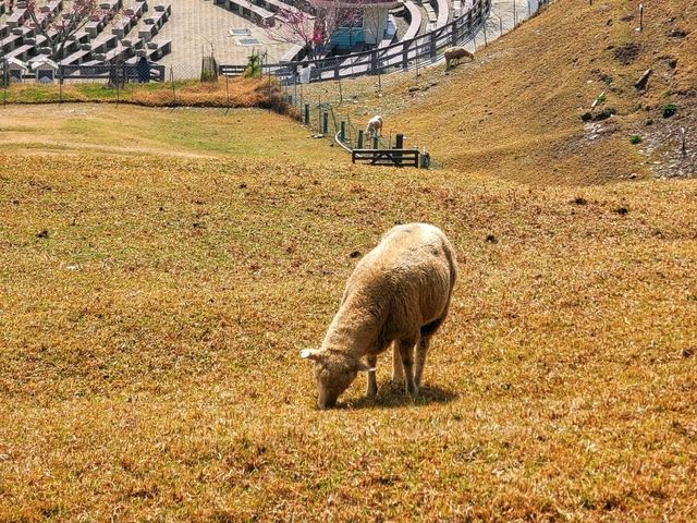 【南投】清境農場旅行～青青草原、小瑞士花園、合歡山日出，享受親子旅行