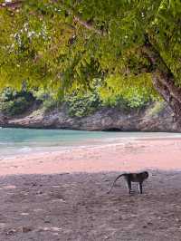 Secret Pink Beach in Lombok, Indonesia 🇮🇩