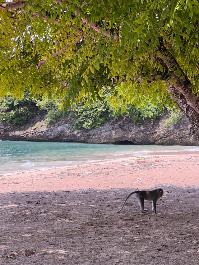 Secret Pink Beach in Lombok, Indonesia 🇮🇩