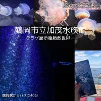 鶴岡駅からバスで40分！『加茂水族館』でクラゲを見る🪼