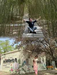 Springtime Bliss: Exploring China's National Flower Garden During the Peony Festival