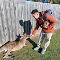 Experience Tasmania’s Wildlife at East Coast Natureworld, Bicheno