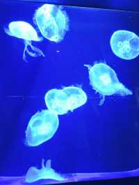【沖繩水族館】親子遊好去處！近距離觀賞鯨鯊