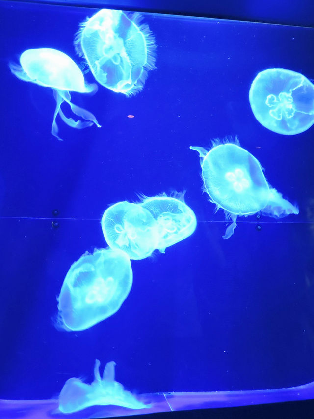 【沖繩水族館】親子遊好去處！近距離觀賞鯨鯊