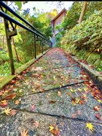 〜神奈川県〜秋の始まりに行きたい紅葉スポット