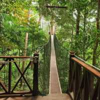 Jungle Trekking for the Adventurous Backpacker