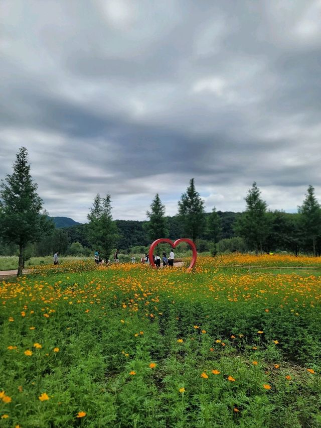 현시각 가장 아름다운 황화코스모스 꽃밭🧡