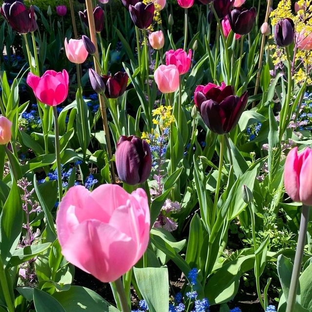 Enjoy Flower At Holland Park London