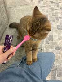 🐈🎶중구 명동 사랑과 빛이 가득한 고양이 카페, 루프캣미