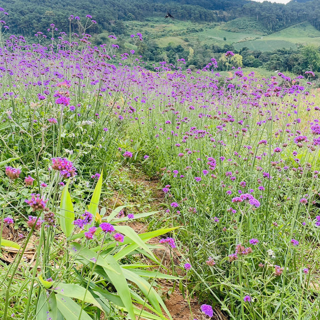 สวนดอกไม้ริมข้างทาง  ทุ่งบัวตอง แม่ฮ่องสอน